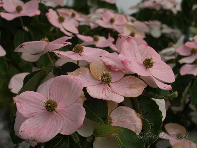 Cornus Teutonia1.JPG - Cornus kousa var chinensis 'Teutonia' / Hartriegel / Park der Gärten, Bad Zwischenahn